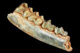 Eocene Ruminant (Lophiomeryx) Jaw Section - Quercy, France #181285-2